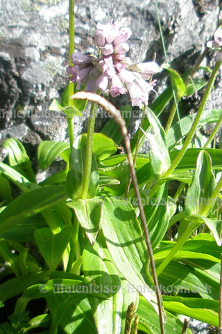 Narde echt BIO (2 ml)