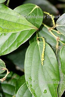 Pfeffer grün "fresh" (5 ml)