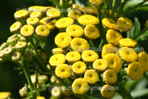 Rainfarn super (2 ml)