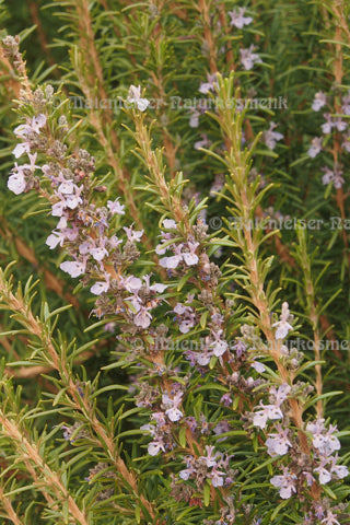 Rosmarin BIO (cineol) - Tunesien (10 ml)