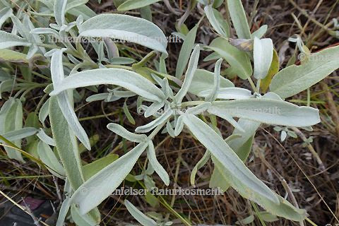 Salbei CO2 - Griechenland (5 ml)