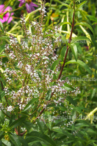 Verbena echt Bio, Marokko (1 ml)