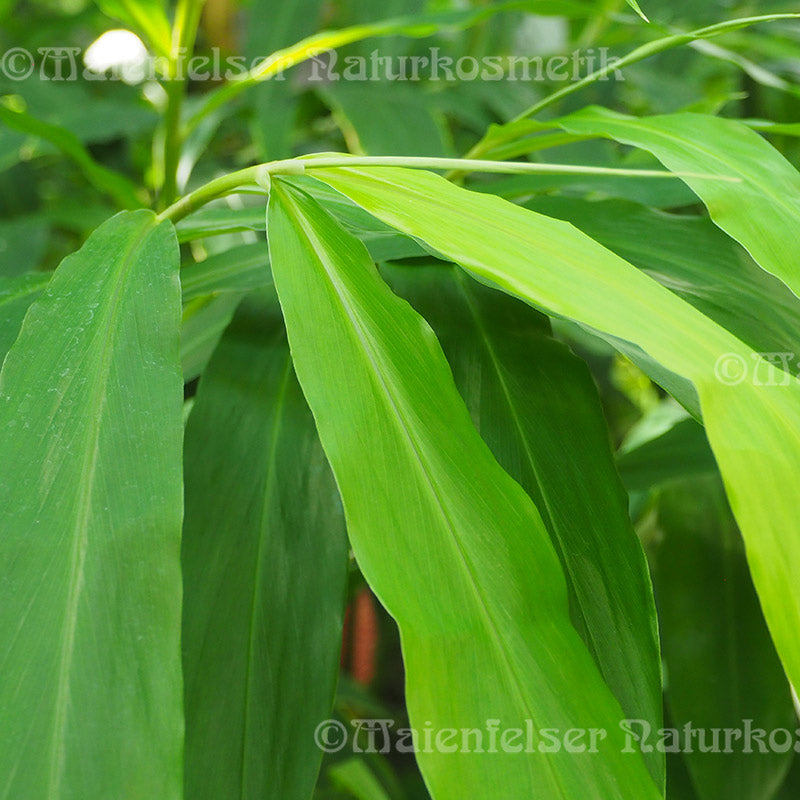 Cardamom - Afrika-Cardamom (Blätter) (5 ml)
