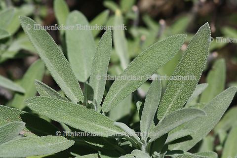 Salbei spezial Bio - Spanien (10 ml)