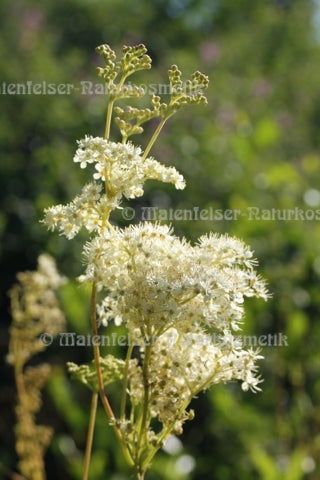 Mädesüß-Sirup (60 ml)