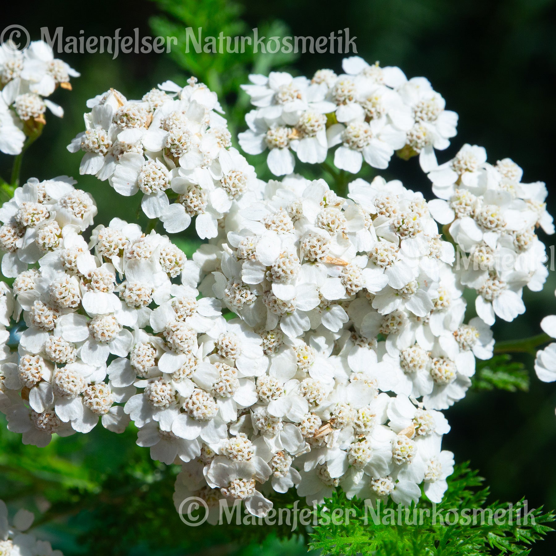 Schafgarbe wild (2ml)