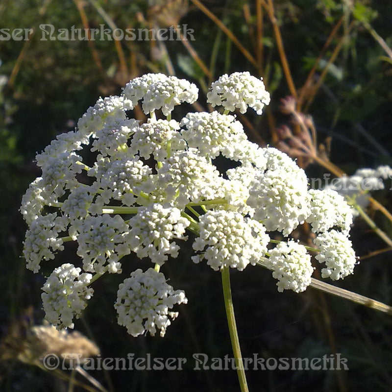 Angelika - Alai-Angelika (3 ml)