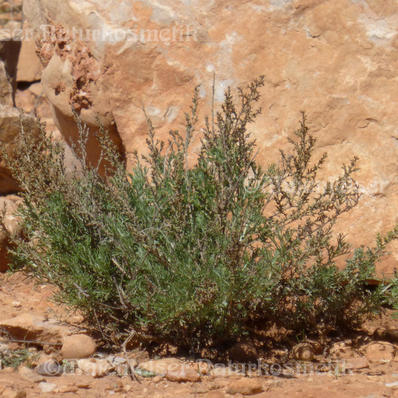 Beifuß - Wüsten-Beifuß fine (5ml)