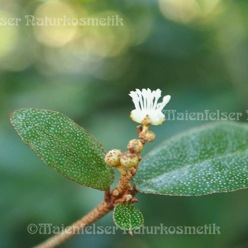 Croton 1a (Cascarilla) (1 ml)