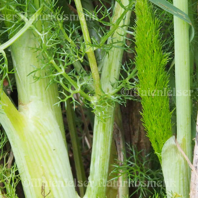 Fenchel süß extra BIO (10 ml)