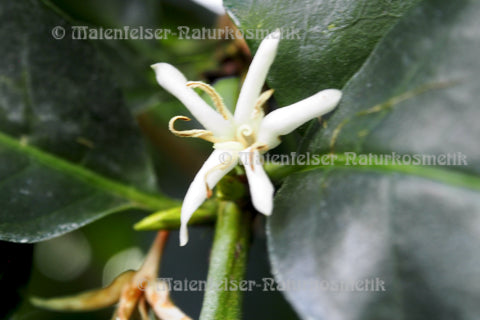 Kaffeeblüten (1 ml)