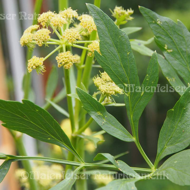 Liebstöckel spezial (3 ml)