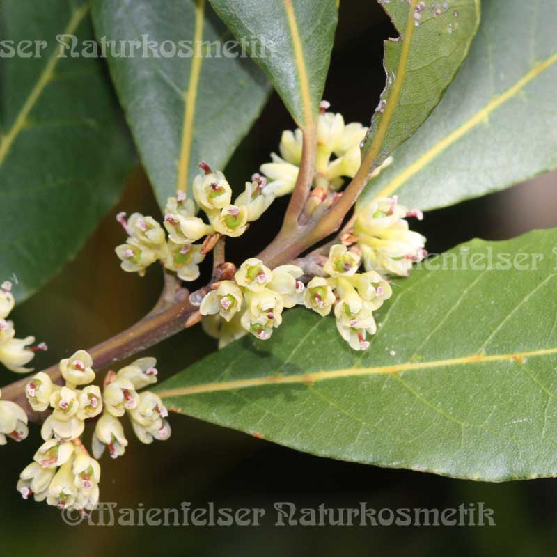 Lorbeeröl expressum