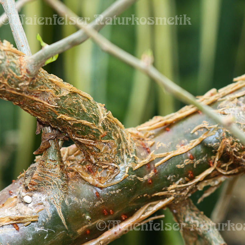 Opoponax extra (3 ml)