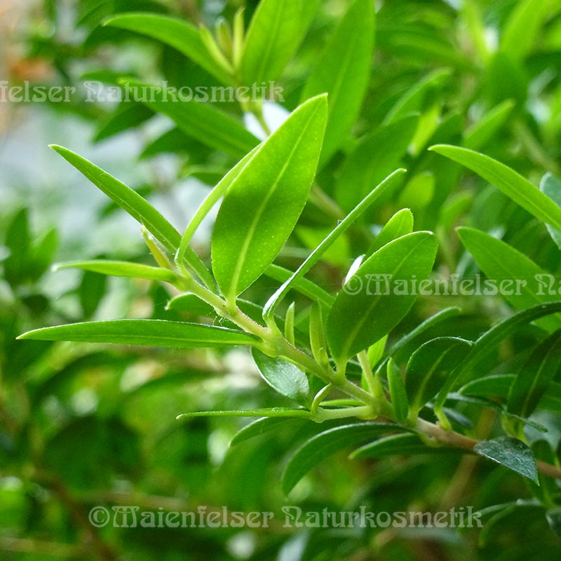 Myrtenblätter (10 ml)