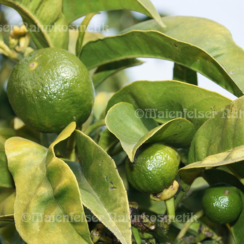 Orange bitter (10 ml)