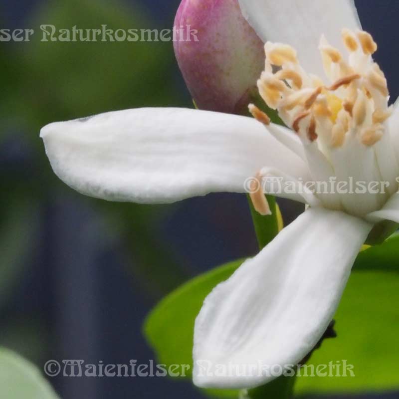 Orangenblütenwachs (7 ml)