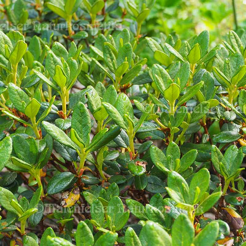 Rhododendron Bio (5 ml)