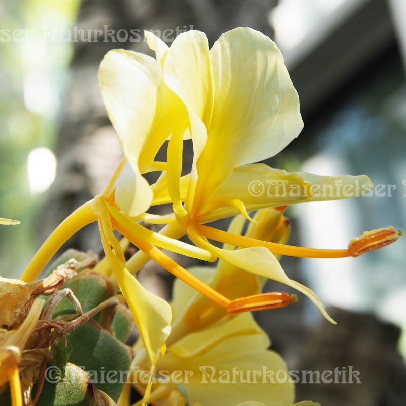 Ingwer - Schmetterlingsingwer (Khili Ingwer) (3ml)