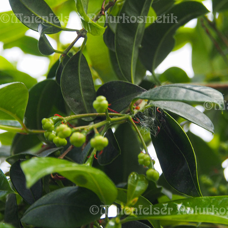 Surinamkirsche BIO (1 ml)