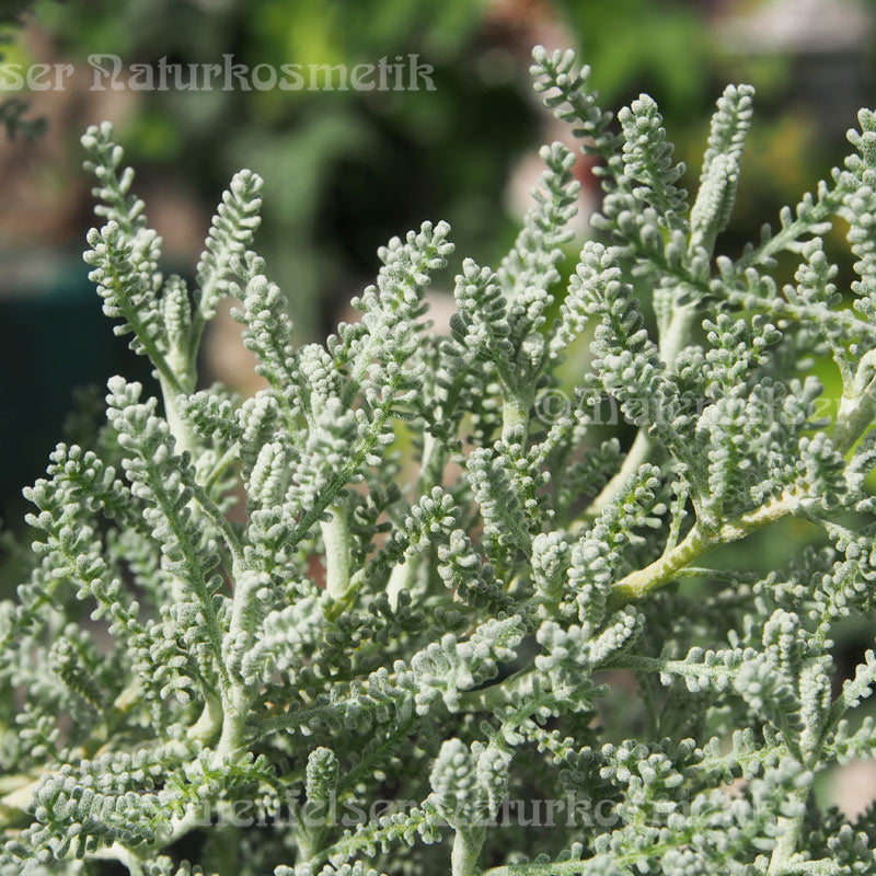 Heiligenkraut extra, Bio (1 ml)