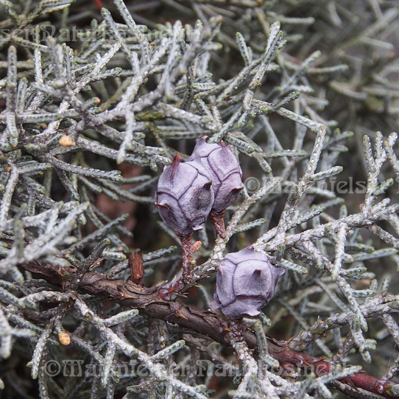 Zypresse - Maienfels (5 ml)