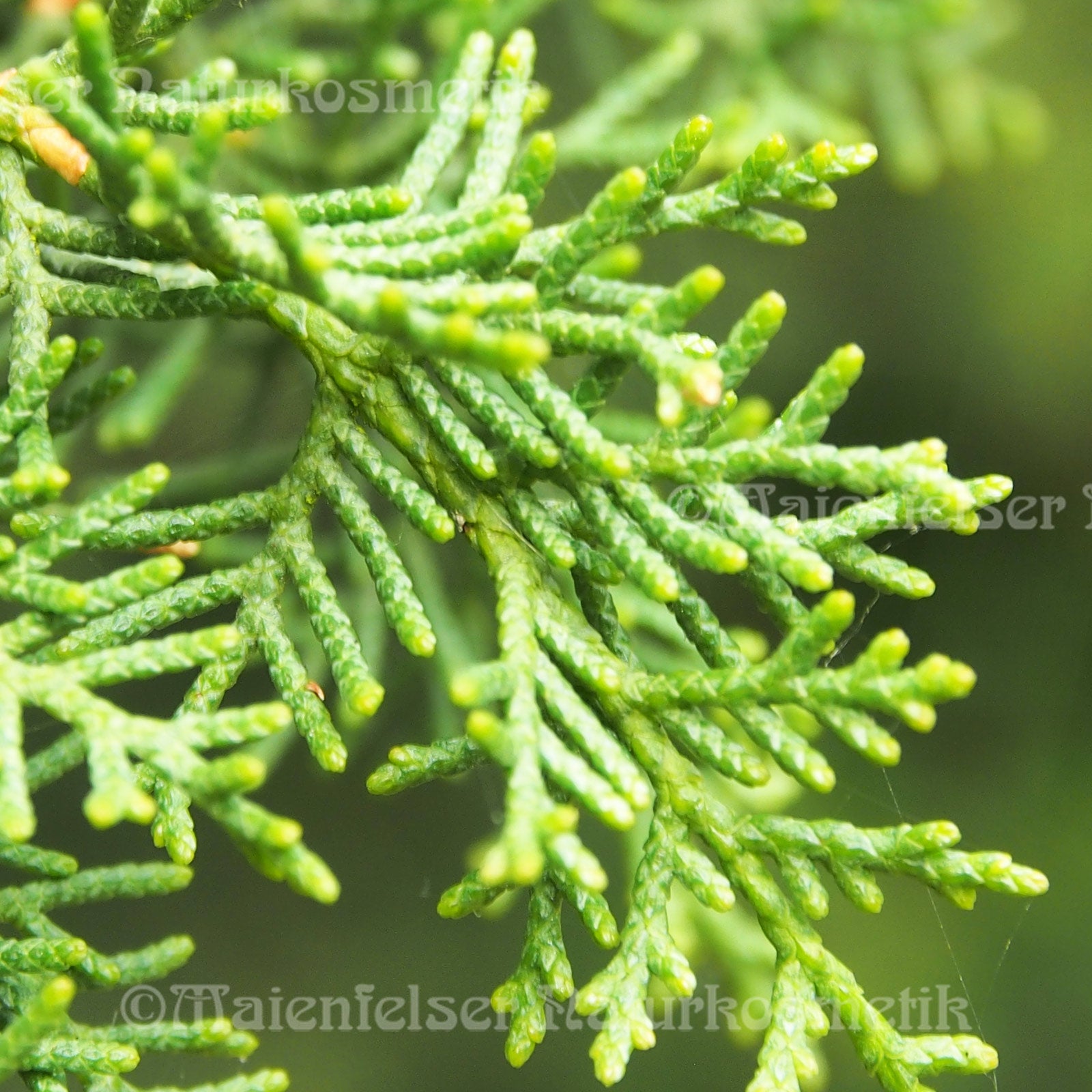 Zypresse spezial BIO (10 ml)