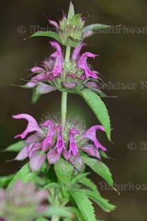 Monarde - Zitronen-Monarde (2 ml)