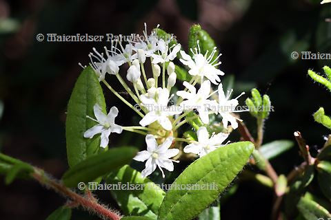 Grönland Porst BIO (1 ml)