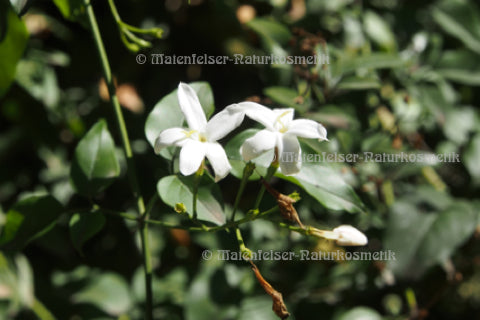 Jasmin concrete (1 g)