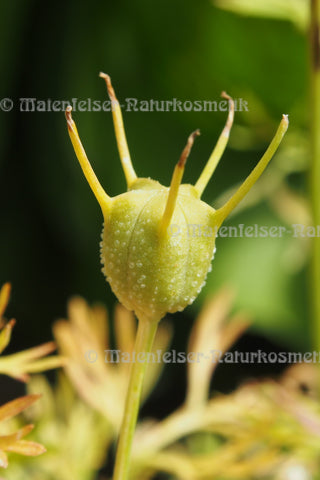 Kalonji Resinoid (3 ml)