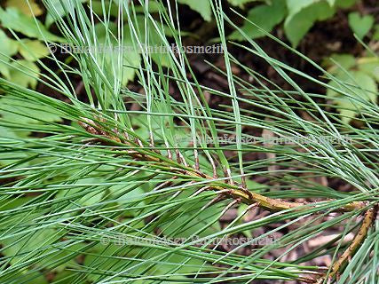 Kiefer - Ponderosa-Kiefer (5 ml)