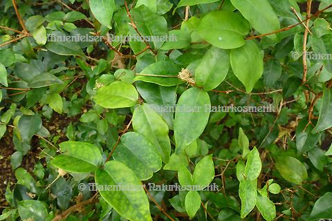 Surinamkirsche BIO (1 ml)