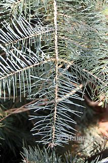 Tanne - Colorado-Tanne (2 ml)