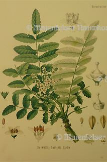 Weihrauch arab. Bio (5 ml)