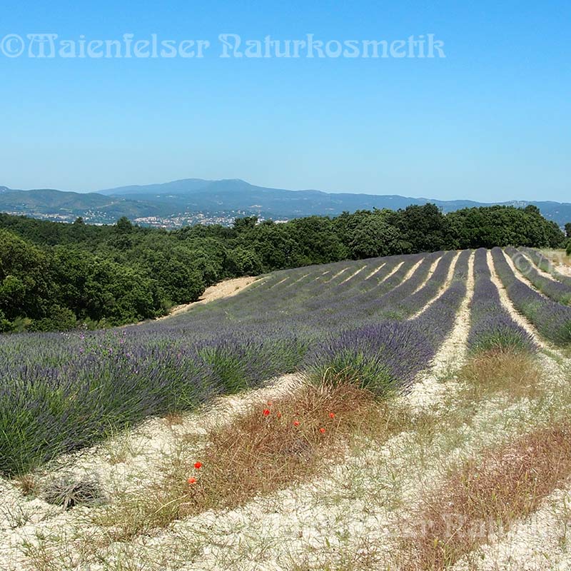 Lavandin Grosso BIO (10 ml)