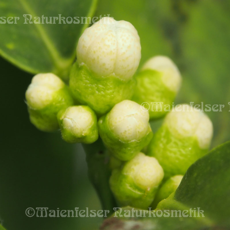 Orangenblätter - Petitgrain Sur Fleurs (3ml)