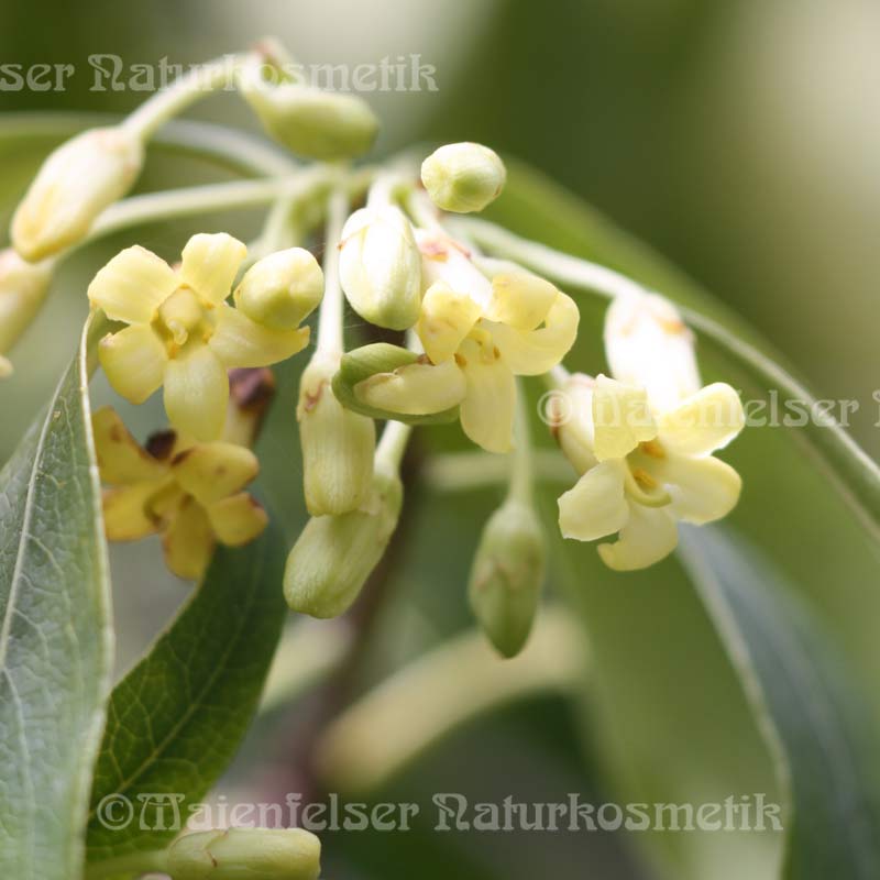 Klebsamen, krausblättrig, süß (5ml)