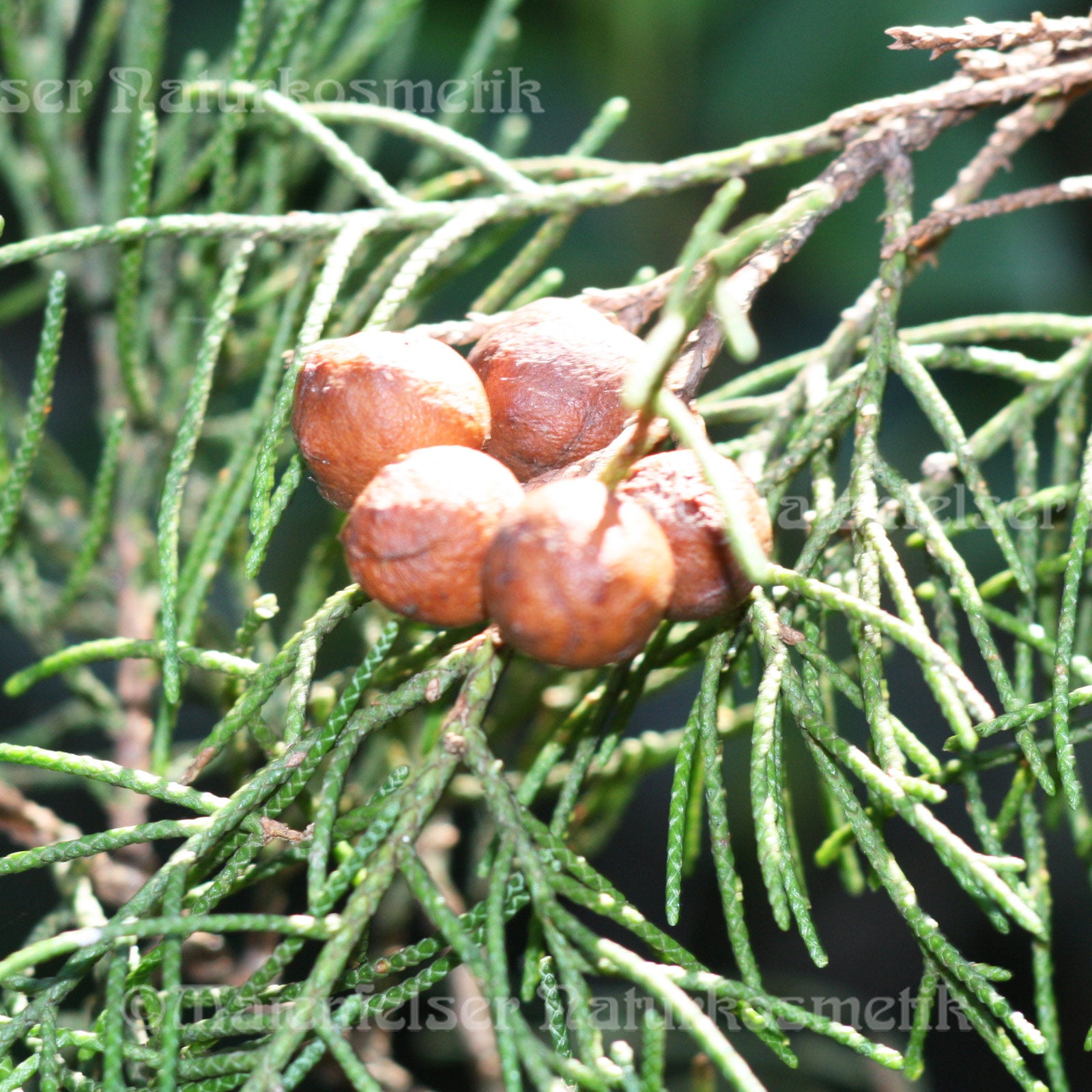 Zypresse Emerald-Zypresse (3 ml)