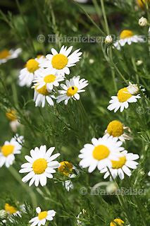 Kamille römisch BIO (1 ml)