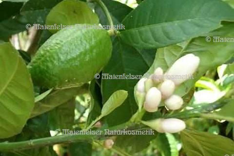 Grapefruit Petitgrain (5 ml)