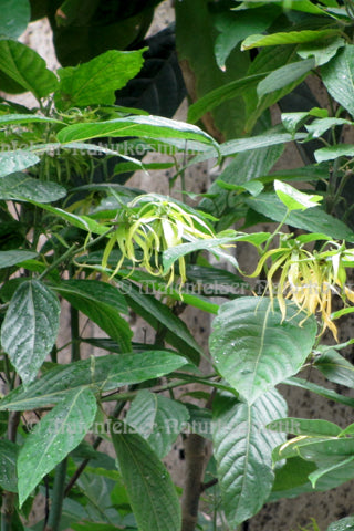 Ylang-Ylang complete BIO (5 ml)