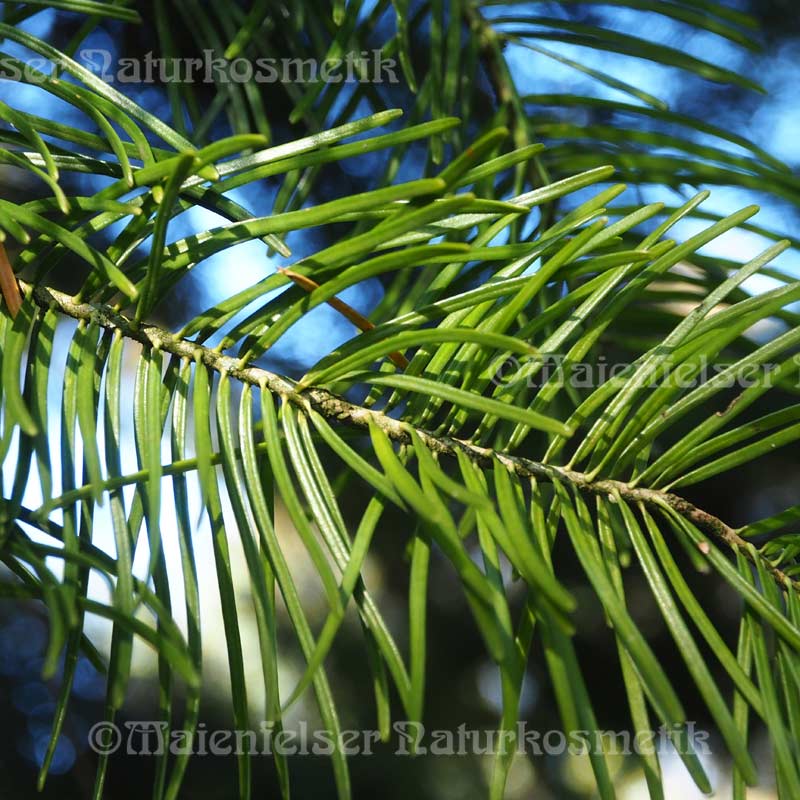 Tanne - Riesen-Tanne (5 ml)