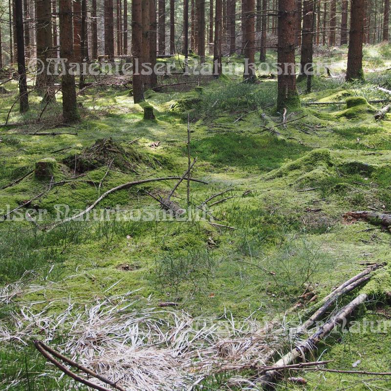 Black Forest (10 ml)