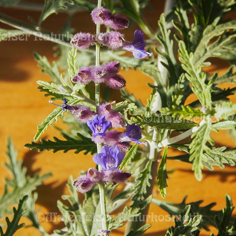 Blauraute BIO (1 ml)