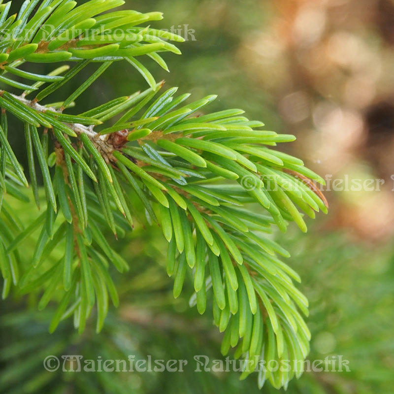 Fichte - Gebirgsfichte BIO (10 ml)