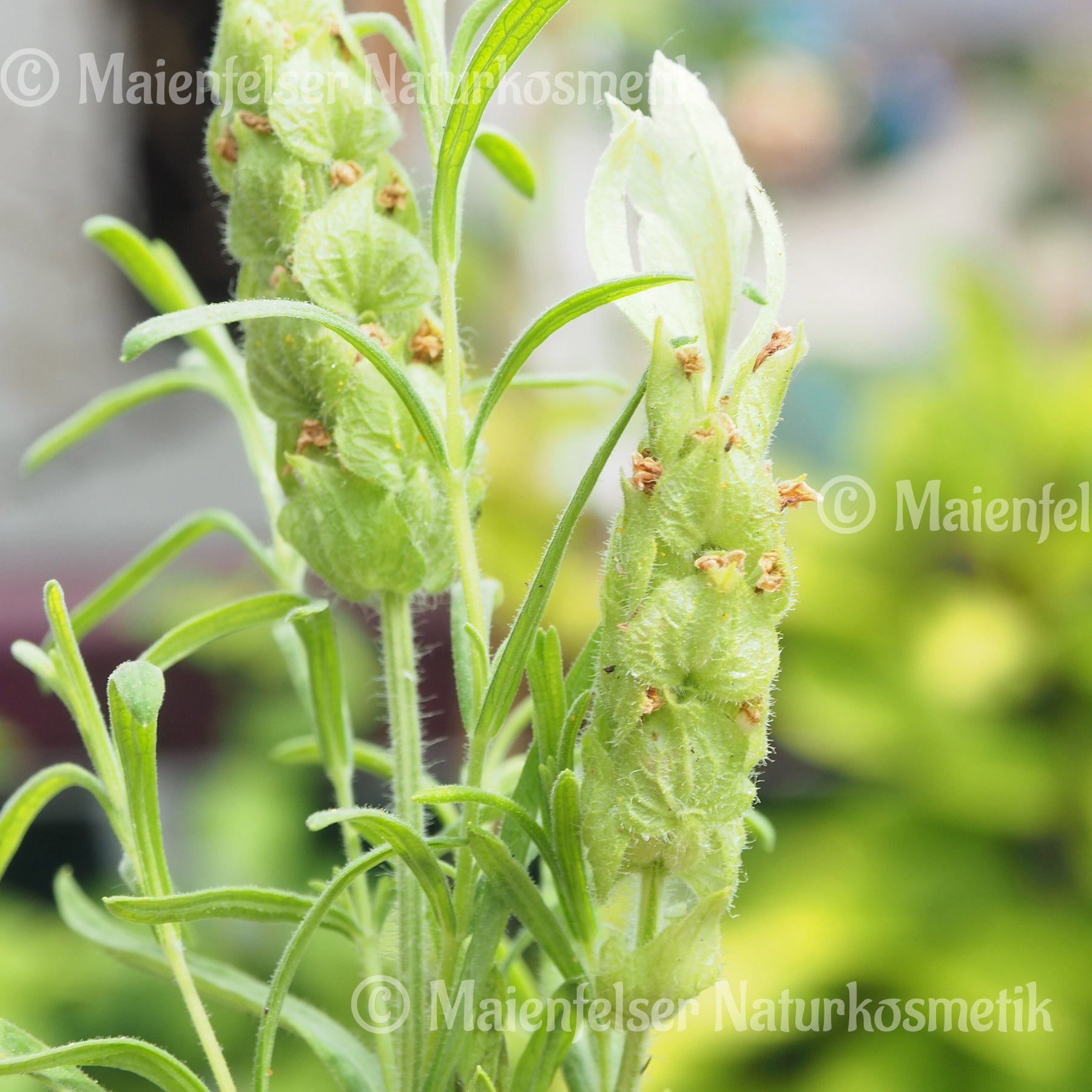 Gelber Schopflavendel  (3ml)