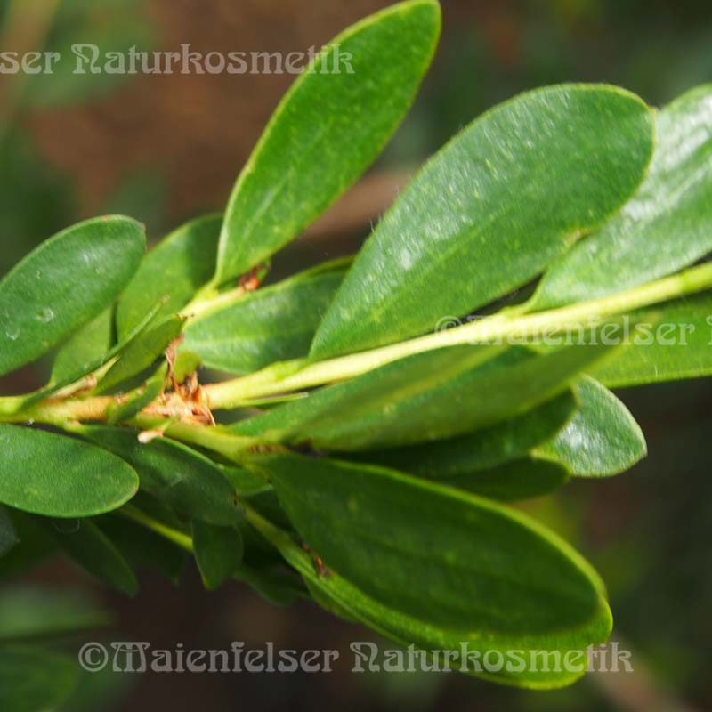 Marsh Honey Myrte (3 ml)