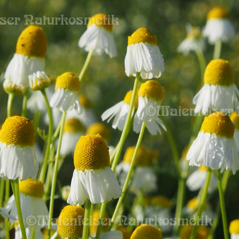 Kamille blau normal (1 ml)
