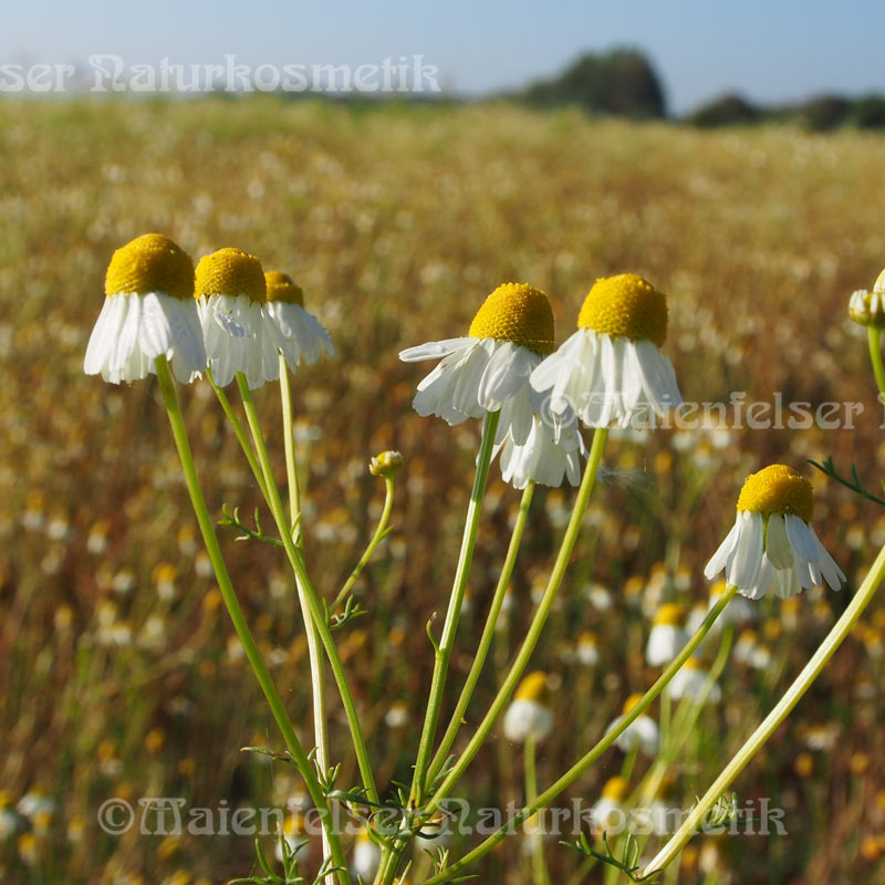 Kamille blau spezial BIO (1 ml)